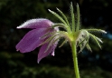 IMG_5240.dng-Blume-.jpg   26.04